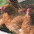 20m Length Chicken Mesh Electric Galvanized Hexagonal Wire Mesh